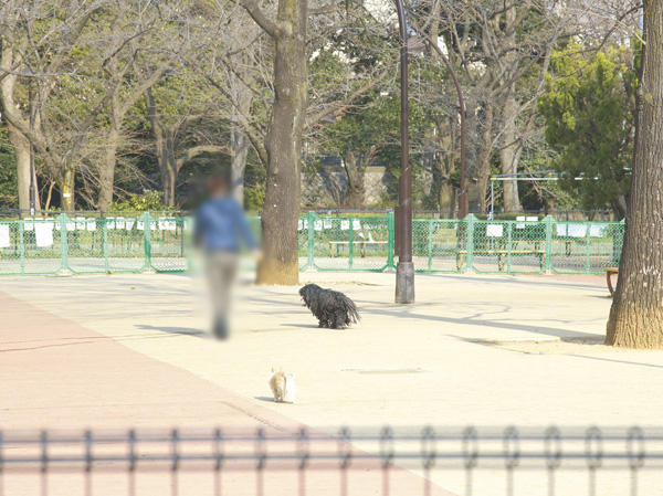 Surrounding environment. Komazawa Olympic Park in the dog run