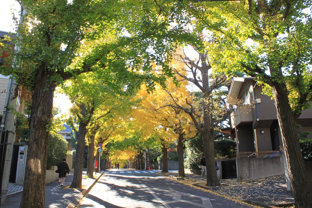 Other. "Denenchofu" Station Ginkgo trees