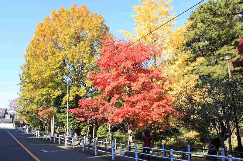 Other. "Hourai park" autumn leaves (A 12-minute walk)