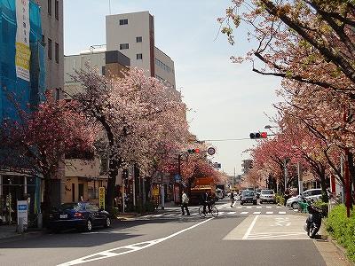 Other. Sakurashinmachi Station (Spring)