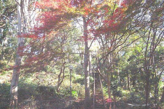 park. Climb the 40m here stairs to Kaminoge Nature Park, It will be the square of cherry trees