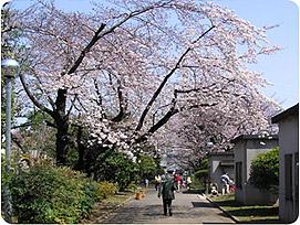 Other Environmental Photo. Attractions of 560m cherry tree to the Waterworks Bureau Wada moat water stations ・ Wada moat water station is also within walking distance