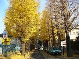 Streets around. 1000m to Ginkgo trees