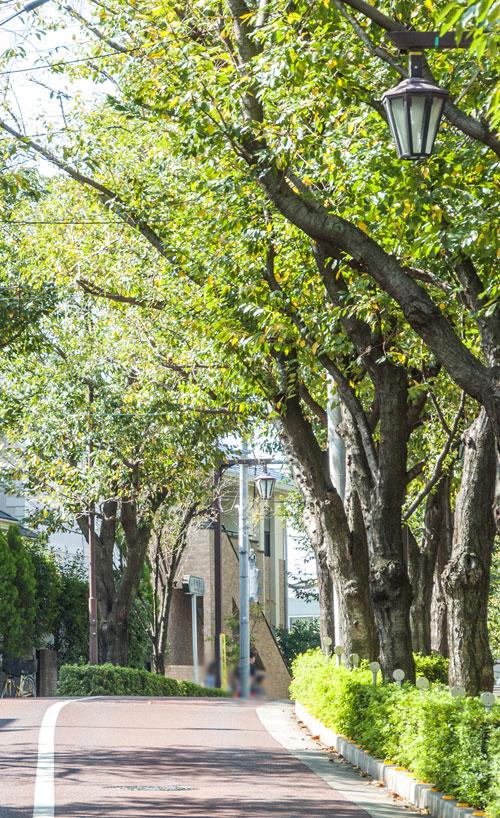 Other. Calm and streets full of grace is, It has a rich living environment, such as the pride that live. (Photo saddle Bridge Street)