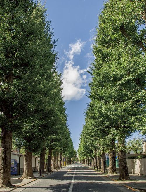 Other Environmental Photo. Along the road leading to the residential area, There is a row of cherry blossom trees and ginkgo tree-lined feel familiar the four seasons, Beautiful and stunning scenery is spread in every season. (Photo Seijo street)