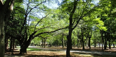 Other. Yoyogi park