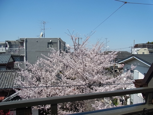 View. In spring, it looks down from a very beautiful cherry blossoms window!