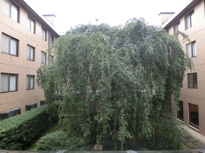 View. Weeping cherry tree that stands in the patio