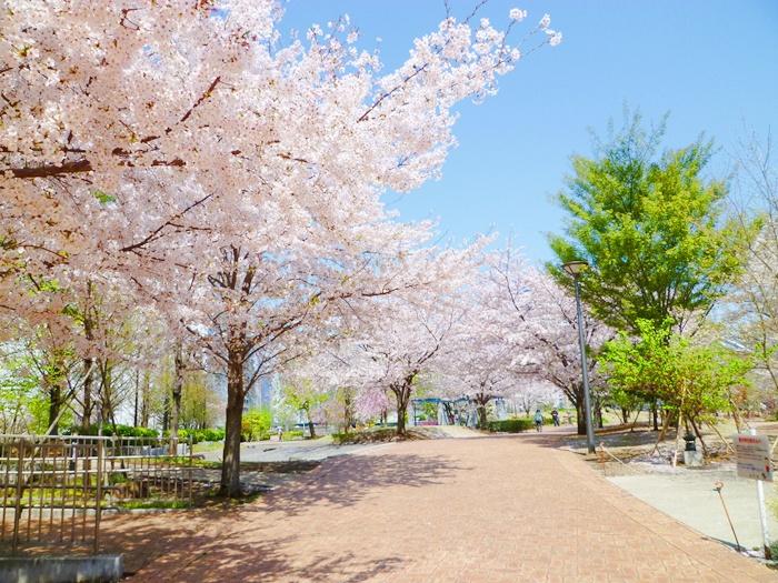park. Cherry blossoms in full bloom in the 160m spring to Shinagawa marine park, You can enjoy cherry blossom viewing.