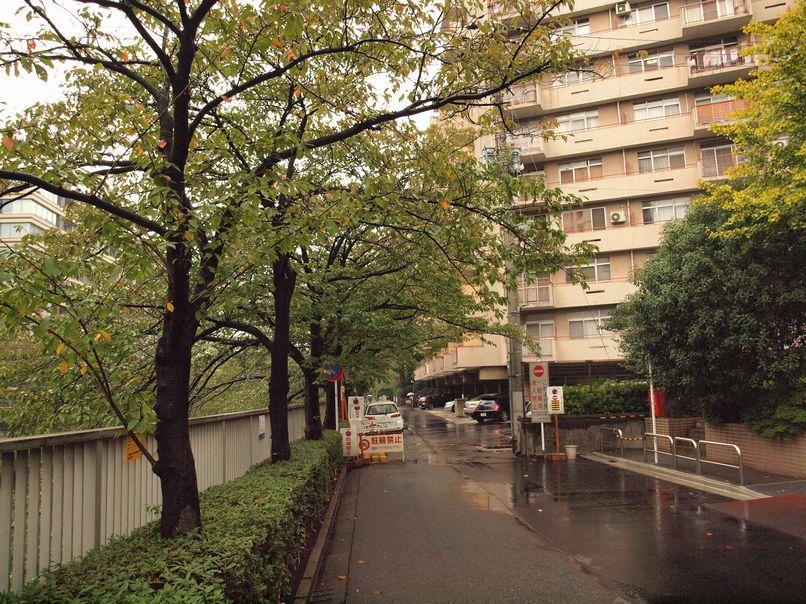 Local appearance photo. Optimum road along the Meguro River is to walk and walking.