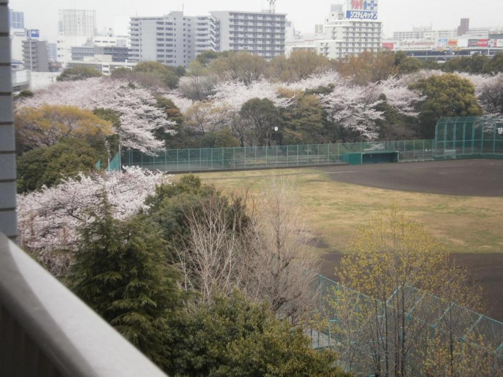 View photos from the dwelling unit. Cherry blossom season is very beautiful.