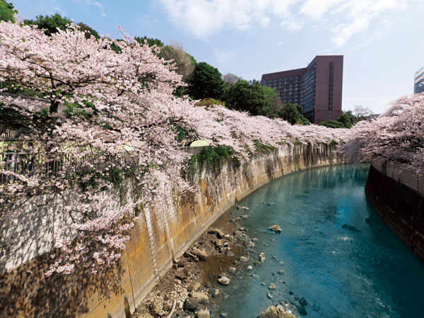 Surrounding environment. Cherry trees of the four seasons of the wind fragrant Kanda River. (About 880m, 11-minute walk)