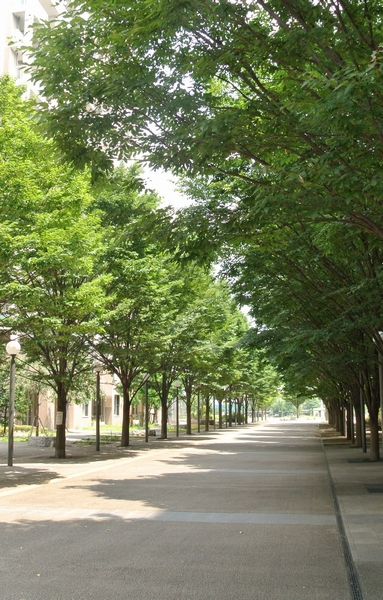 Tree-lined street leading to the "Momoi Harappa Park" (about 350m from local). Or a walk with a dog, Or go shopping to Queens Isetan .... The daily life, Us beautiful scenery decorate