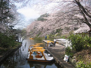 park. 850m until Zenpukuji park (park)