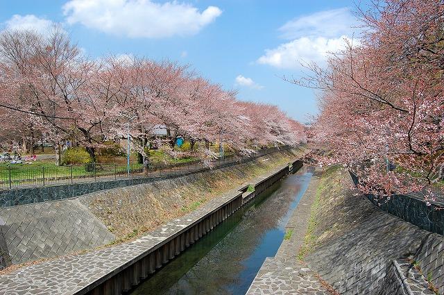 park. 800m until Zenpukuji River green space