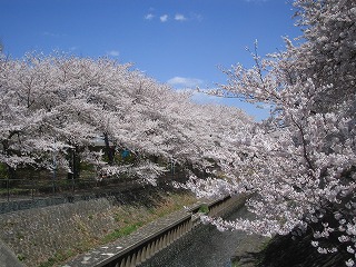 Other. 480m until Zenpukuji River green space (Other)