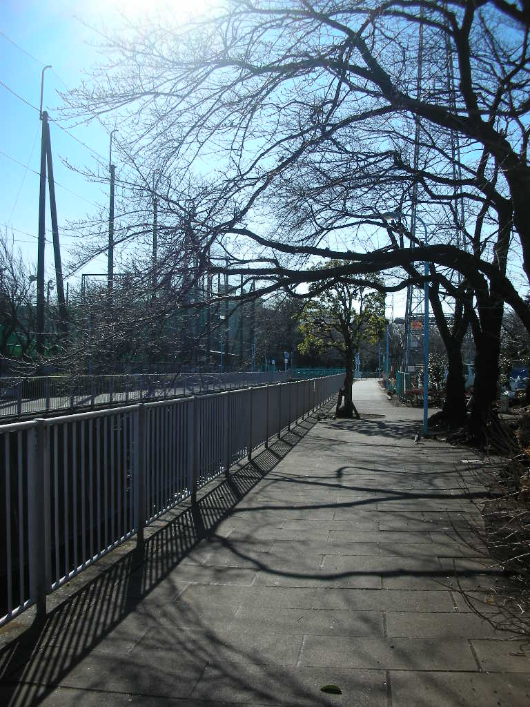 Other. Kanda River promenade Sakura is wonderful