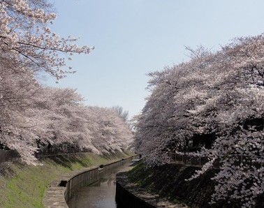 park. Spring, Summer, Fall, Winter ... beautiful large park views every day ・ Wada moat park ・ 200m until spring (park)