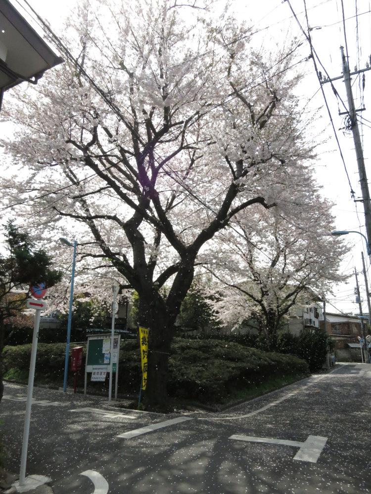 Other. Zenpukuji Sakura Park