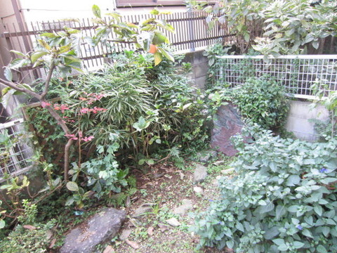 Garden. Garden