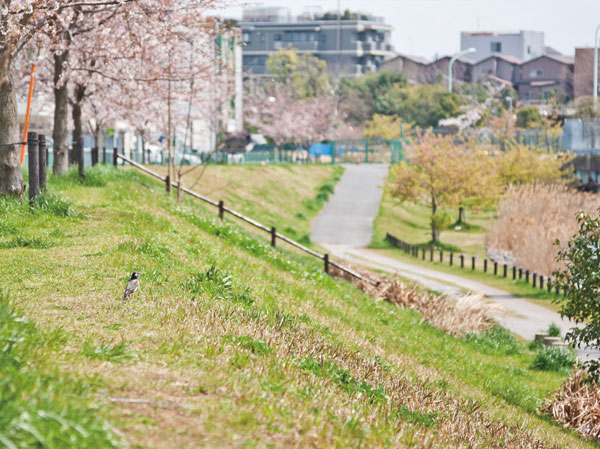 Surrounding environment. Convenience of living also, Also richness of nature, There is just around the corner. Hope the river and cherry trees in under eyes, It will produce an open abode. (Formerly Nakagawa waterfront park / About 50m ・ 1-minute walk)