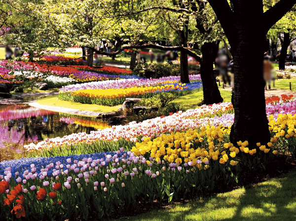 Surrounding environment. Showa Memorial Park ・ Tulip
