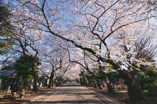 Is wrapped in a cherry tree in full bloom, "Yanaka Cemetery" (a 12-minute walk / About 910m)