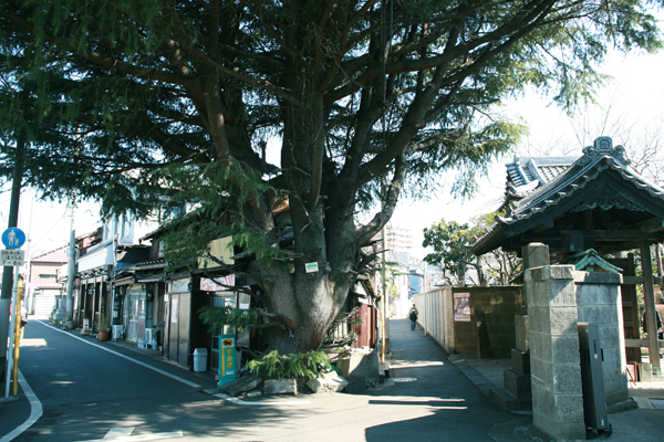 Stand in the Y-shaped intersection of Yanaka Yonchome, I looked up as the big tree "cedar". It is loved by local people in the power spot existence. Those that had put the potted, I'm surprised because say that increased up to here. [About 1520m]