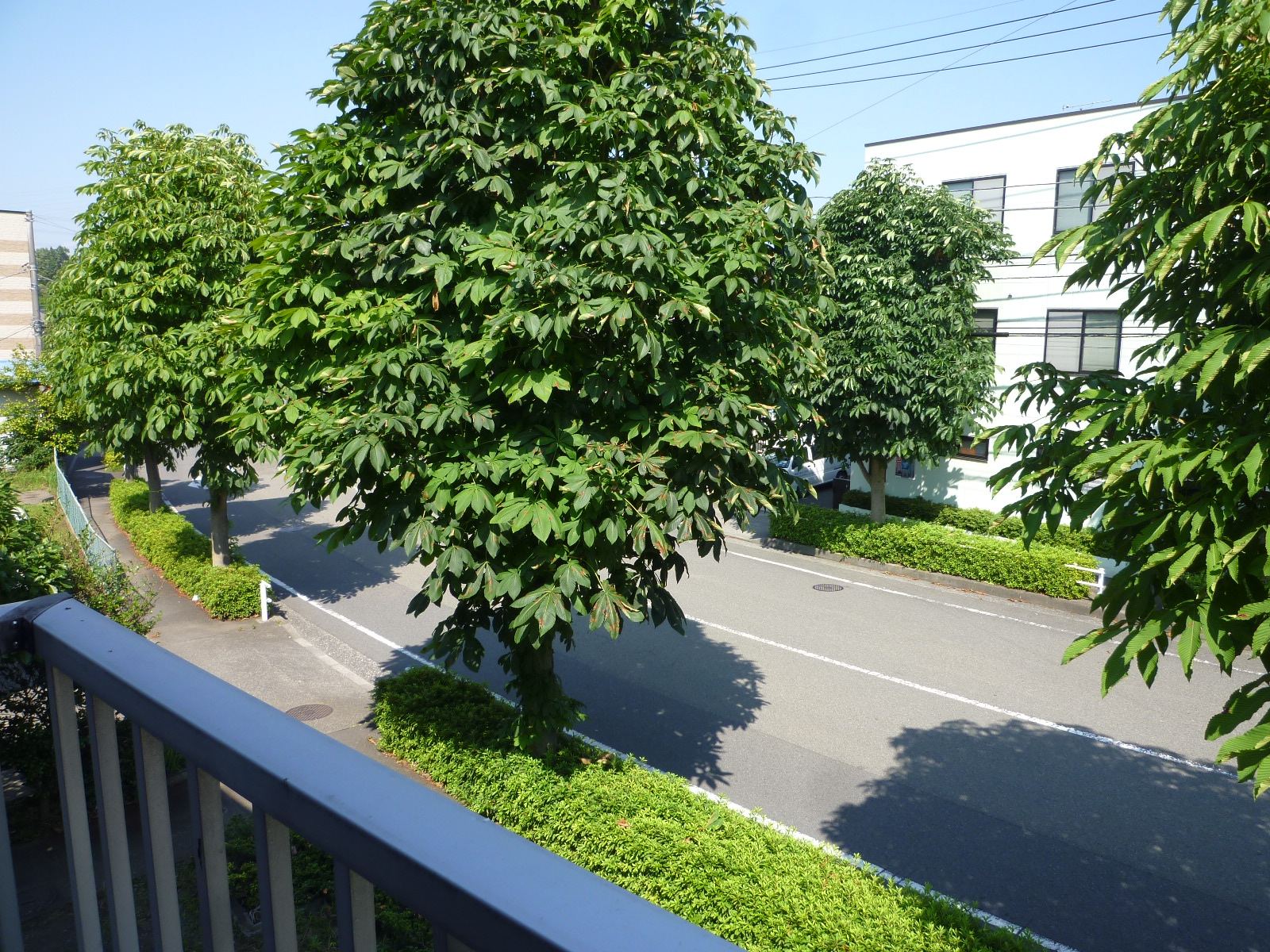 View. Sunny property facing the life road!