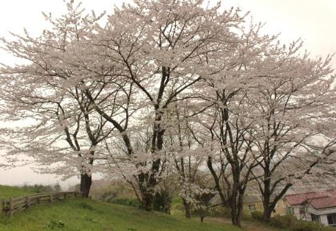 park. 1100m Metropolitan Sakuragaoka park to Metropolitan Sakuragaoka park