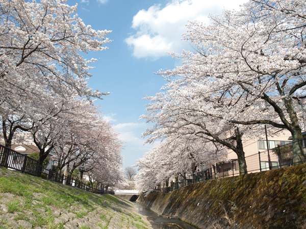 Surrounding environment. Local is, Cotter River flows in the north, Peaceful living environment can be felt of the babble. On both banks of the river cherry trees continues, The time of full bloom is dyed a view of the whole area in spring color. (1-minute walk ・ About 10m)