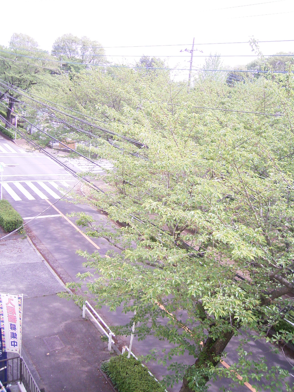 View. It is full of green streets