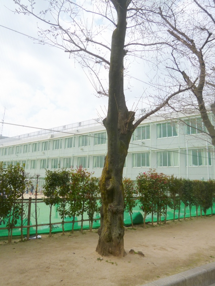 Junior high school. Meiho 268m until junior high school (junior high school)