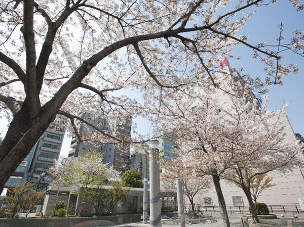 Surrounding environment. Yoshino cherry tree Memorial Park (about 230m, 3-minute walk / West)