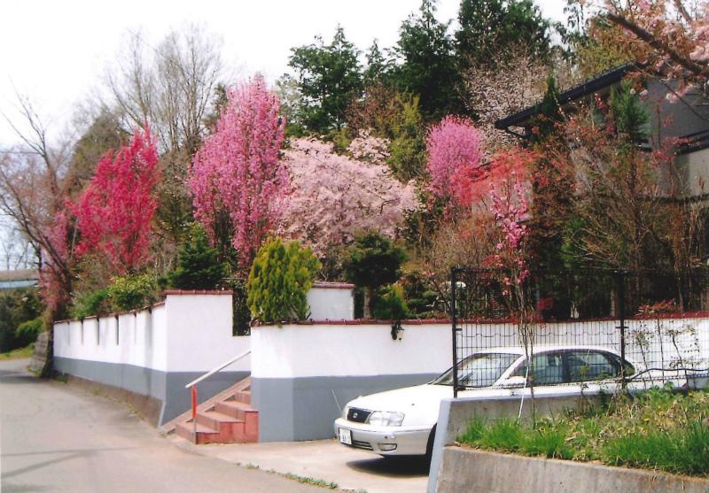 Local appearance photo. In spring, Peach blossoms in full glory in the beautiful. 